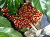 cherries in basket.jpg