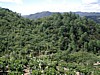 coffee plants and corn.jpg