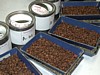 cupping table roasted samples.jpg