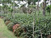 farm and flowers 2.jpg