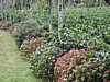 farm and flowers 3.jpg