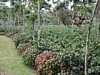 farm and flowers 4.jpg