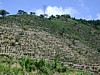 full sun planting 7.jpg