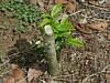 fully pruned coffee 2.jpg
