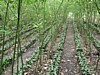 grafting nursery.jpg