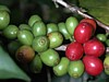 green and cherries close.jpg