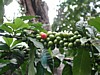 green and one red.jpg