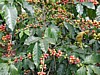 green and red cherries .jpg