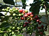 green and red cherries 1.jpg