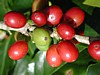 green and red cherries 2.jpg