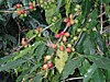 green and red cherries 3.jpg