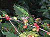green and red cherries 4.jpg