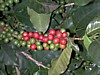 green and red cherries close 2.jpg