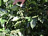 green cherries 2.jpg