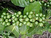 green cherries 3.jpg