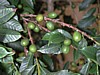 green cherries 4.jpg