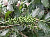 green cherries 5.jpg