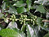green cherries 6.jpg