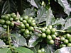 green cherries 7.jpg