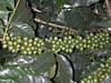 green cherries 9.jpg