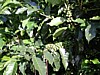 green cherries.jpg