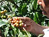 harvesting 1.jpg