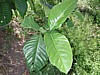 liberica leaves 2.jpg