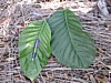 liberica leaves.jpg