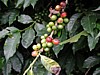 red green cherries problems.jpg