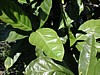 robusta or liberica.jpg