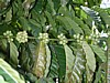 robusta plant.jpg