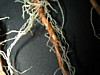 roots with nematodes.jpg