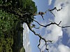 shaded coffee plants 7.jpg