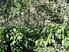 shaded plants 1.jpg