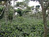 shaded plants 10.jpg