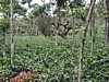 shaded plants 11.jpg