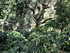 shaded plants 2.jpg