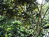 shaded plants 3.jpg
