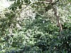 shaded plants 4.jpg
