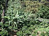 shaded plants 5.jpg