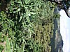 shaded plants 6.jpg