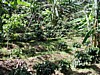 shaded plants 8.jpg