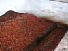 unsorted cherries.jpg