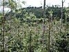 wind damage and phoma.jpg
