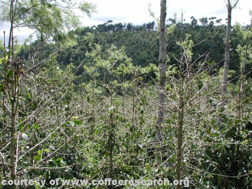 wind damage and phoma.jpg